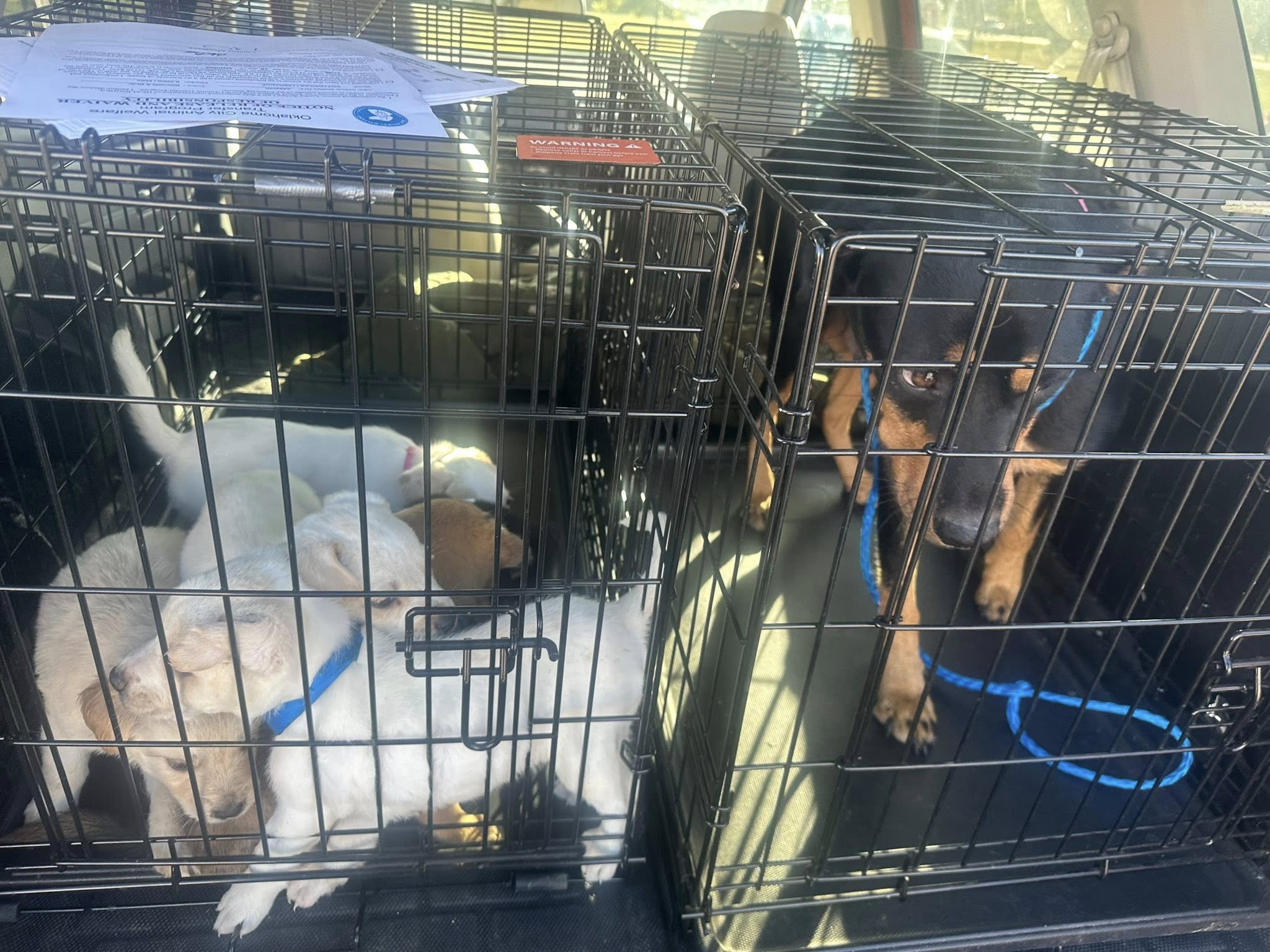 Jailbreak Success: Margo & 6 Puppies