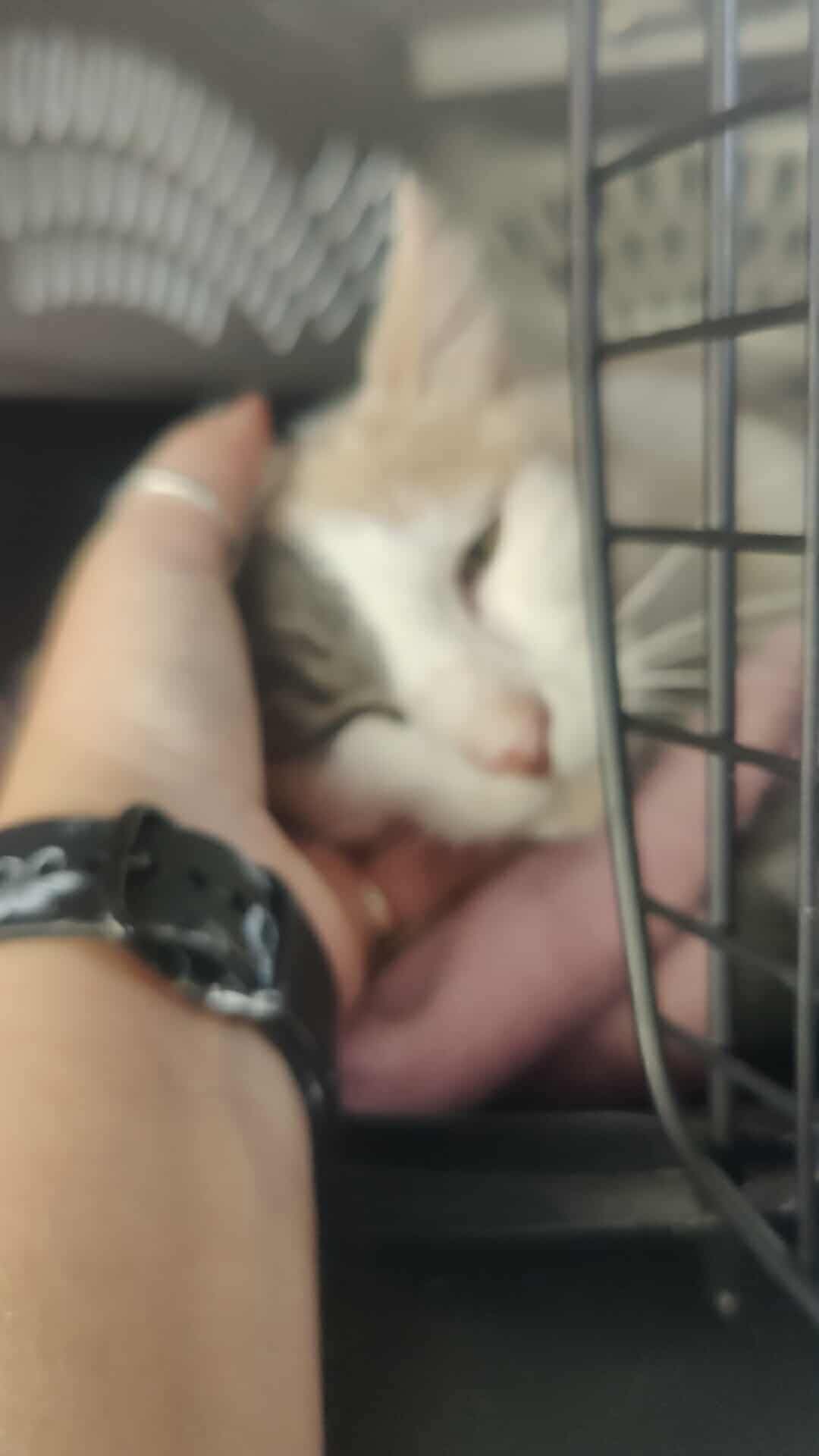 Spida Kitty: A Senior Saved from Euthanasia